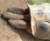 aldabra tortoise